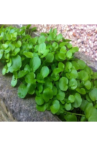 Doğal Su Teresi Tohumu 20 Tohum