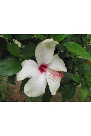 Beyaz Japon Gülü Çiçeği Fidanı 25-35 Cm Saksılı Çiçekli Bodur Bitkiler Japanese Rose