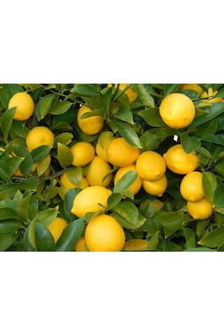 Saksı Yetiştiriciliğine Uygun Yediveren Limon Fidanı Saksı Yetiştiriciliğine Uygun Yediveren Limon Fidanı