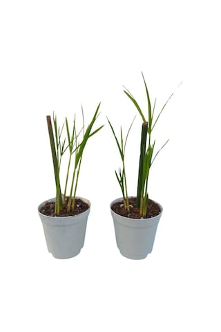 Thebestonline Mini Japon Şemsiyesi 5-10 Cm 1 Adet Saksılı Salon Bitkisi
