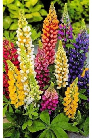 Acı Bakla Çiçeği Tohumu 5Adet