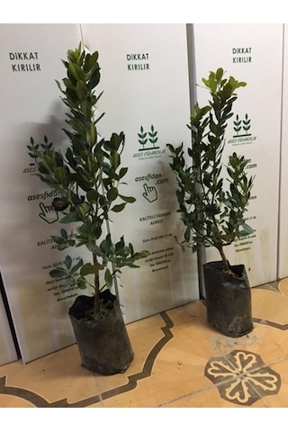 3 Yaş Kocayemiş Dağ Çileği Fidanı 80-110 Cm