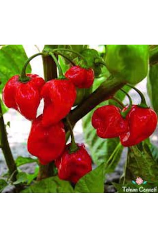 20 Adet Tohum Kırmızı Dünyanın En Acı Biberi Habanero Biberi Tohu