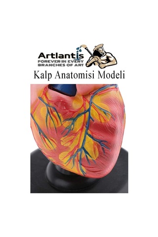 Kalp Modeli 2 Parça 1 Adet Gerçek Boy Kalp Anatomisi Modeli İnsan Kalp Modeli Renkli Bilim Deney Malzemesi