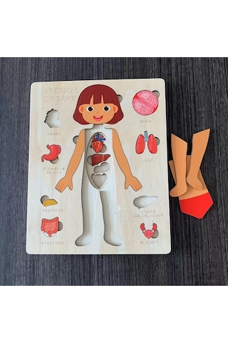 Willowhaven Kızlar İçin Eğitici İnsan Vücudu Yapbozu, Bilişsel Öğrenme Ve Sınıf Etkinlikleri