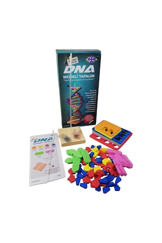 Dna Modeli Yapalım Deney Seti