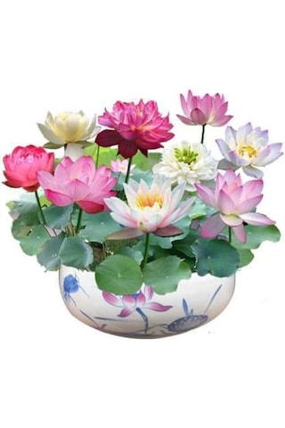 5 Adet Tohum Karışık Renkli Kase Lotus Çiçek Tohumu Organik Tohum