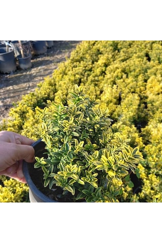 10 Adetaltuni Çıtır Taflan Saksıda. 15-20 Cm. Çok Dallı