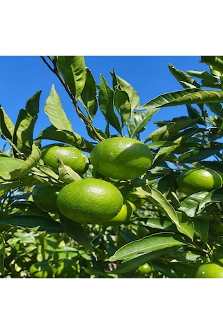 Mandalina 3 Kg Yerli