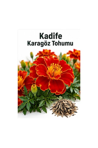 Sunagri Karagöz Kadife Çiçeği Tohumu Saksı Bahçe Bordür Yetiştiriciliğine Uygun 40 Adet