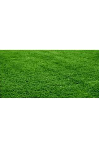 Agrobazaar Bermuda Çim Tohumu Uganda Çim Tohumu 1 Kg
