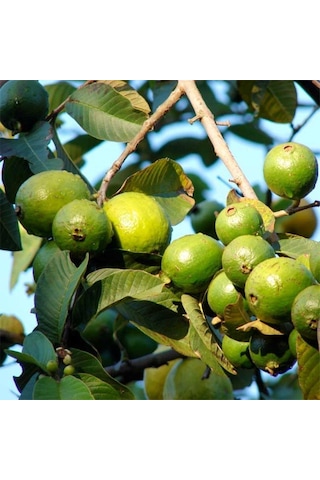 Saksıda Büyük Boy Guava Fidanı Meyve Verir Durumda
