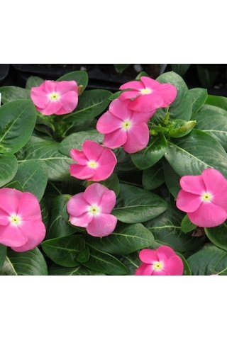 Pembe Rozet Çiçeği F1 Tohumu 40 Tohum 54434725