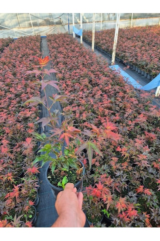 Acer Palmatum Atropurpureum Kırmızı Yakraklı Japon Akçaağaç 1.5 L