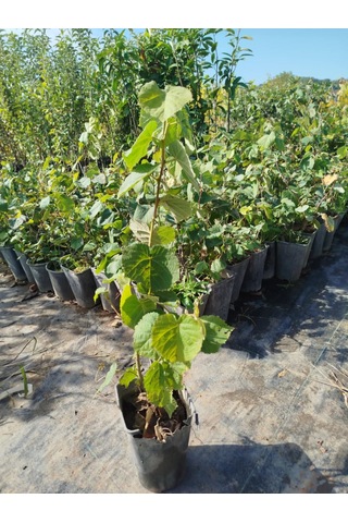 Ihlamur Ağacı Fidanı 3 Adet 50-100 Cm Tilia Tomentosa 2-3 Yaş