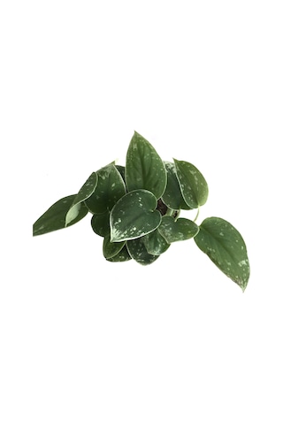 Scindapsus Pictus silver Ann - Ev Ve Ofis Bitkisi N11.5378