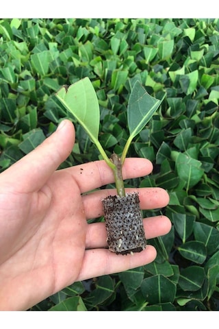 10 Adet Yağlı Yapraklı Kartopu Bitkisi Fidesi Viburnum Tinus Dış Mekan Çit