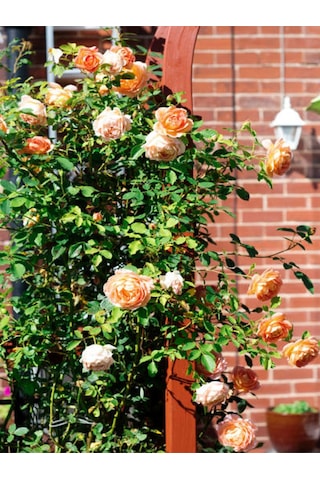 Avantajlı Sarmaşık Gül Turuncu Renkli 60 80 Cm 1 Adet Saksılı Aşılı Gül Orange Rose