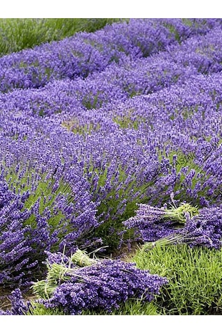 Aysenin Lavanta Yağı / Lavander Oil 15 ML