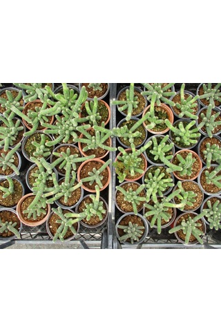 Yılan Kaktüs 20 Adet- Chamaecereus Silvestrii
