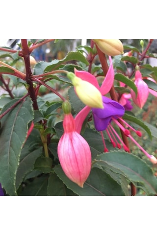 Küpeli Çiçeği Fidanı 5-15 Cm Fuchsia