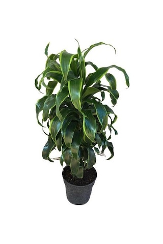 Dracaena Fragrans 'Dorado'