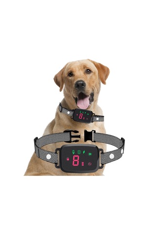 Suntek İç Mekan Oturma Odasında Çalıştırmak Için Köpek