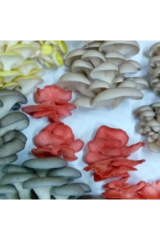2000 Adet İstiridye Kavak Mantarı Tohumu