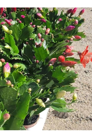 Yılbaşı Kaktüsü Somon Rengi Yılbaşı Çiçeği 10-15cm Schlumbergera Truncata