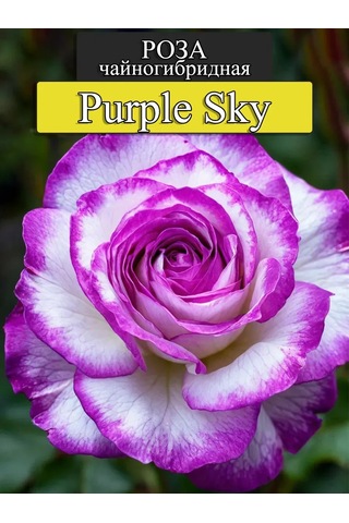 "purple Sky" Gül Fidanı