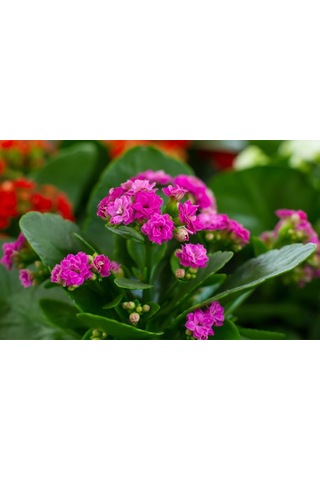 Kalanşo Çiçeği Kalanchoe 10 Adet Pembe