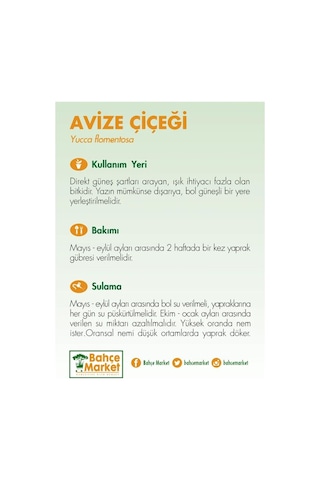 Yuka Avize Çiçeği Bitkisi 2 Gövdeli Çap 21 Cm Boy 60 80 Cm