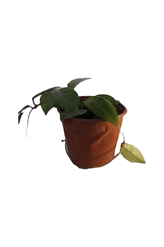 Mum Çiçeği Hoya Cornosa Fidesi Köklenmiş Saksıda Tekli 10 Cm Saksılı