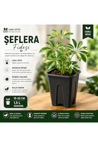 Alacalı Şeflera Fidesi 15-20 Cm 1,5 L Saksıda Canlı İç Mekan Bitkisi