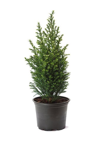 Mavi Çim 1 Adet Saksılı 10-20cm +limon Çamı 30-60cm 1adet Bahçe Seti