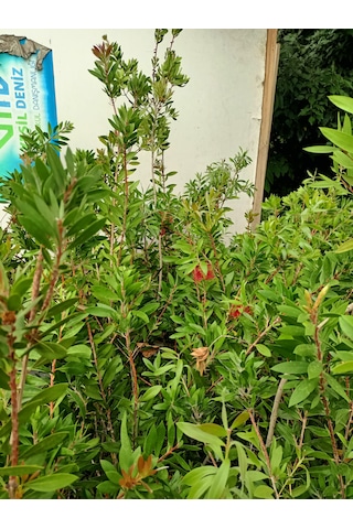 Fırça Çalısı Bitkisi 80-100 Cm