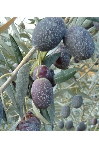 Kaokil Tarımsal Kaolin Kili 25 KG