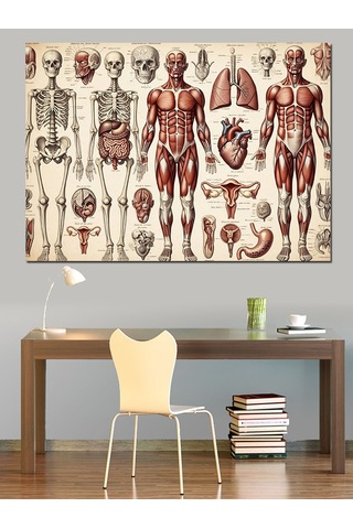 Ahşap Tablo İnsan Anatomisi Ve İskelet Sistemi