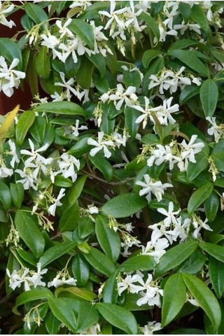 "beyaz Çiçekli Kokulu Arap Yasemini Fidanı - 1-2 Yaş Tüplü