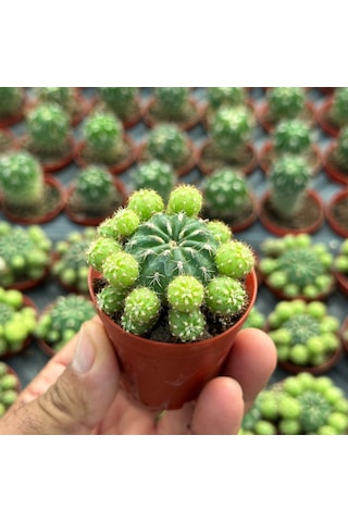 Çiçek Açan Tür, Bol Yavrulu Matucana Polzii Kaktüsü 5.5cm Saksıda Gönderilir