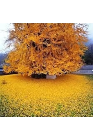Tüplü Ginkgo Biloba Mabet Ağacı Fidanı