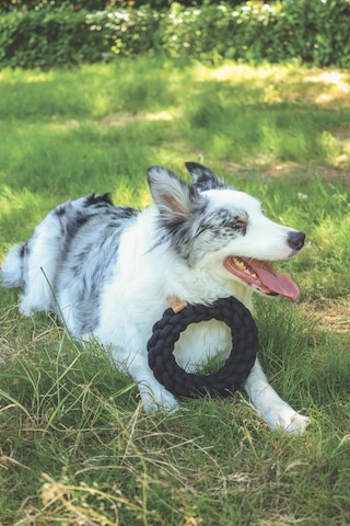 M-pets Coto Örgü Halka Köpek Oyuncağı 18 Cm Siyah