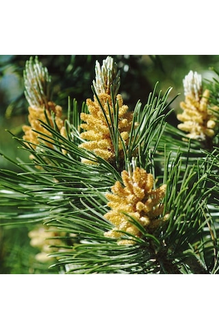 Tüplü Fıstık Çamı Fidanı Pinus Pinea - Bahçe Ve Peyzaj İçin 4 Mevsim Dikilebilir Canlı Çam Ağacı Fidanı