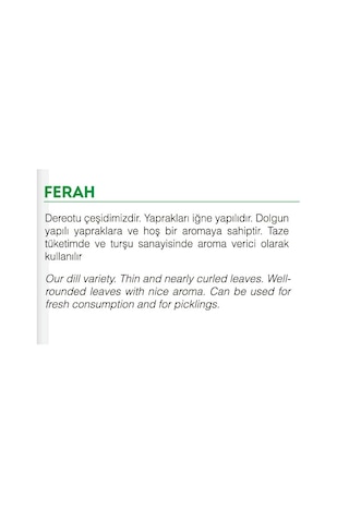 AGRodal Tarım Ata Tohumu Yerli Doğal Dereotu Ferah 1000 Ad Tohum