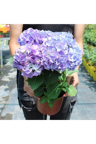 Ithal Mavi Tivoli Ortanca Çiçeği Fidanı 25-50 Cm Saksılı Çiçekli Bodur Blue Hydreangea