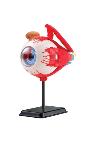 Göz Modeli 35 Parça 14 Cm