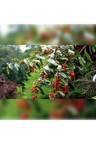 Güz Karayemişi Özel Ürün 80 120 Cm Tüplüdür