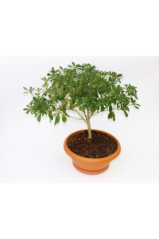 Bonsai Yıldız Çalısı Pitosporum Ev / Ofis Bitkisi