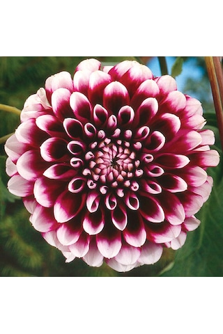 50 Adet Yıldız Dahlia Çiçeği Yumrusu Soğanı.karışık Renk..