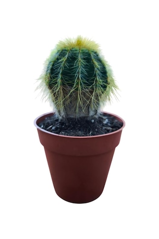 Natocactus Magnificus 8,5 Cm Lik Saksıda 17 Cm Uzunlukta